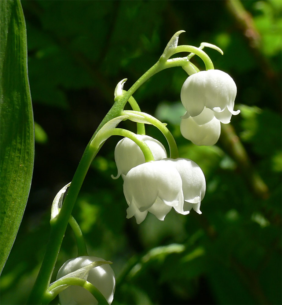 Maiglöckchen Foto & Bild | pflanzen, pilze & flechten, blüten