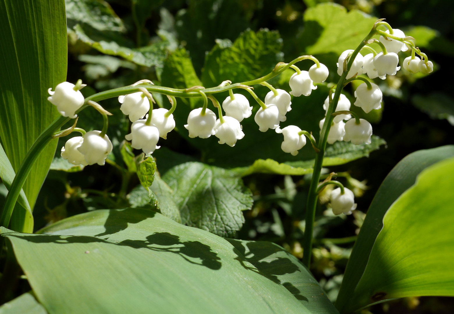 Maiglöckchen Foto & Bild | pflanzen, pilze & flechten, blüten