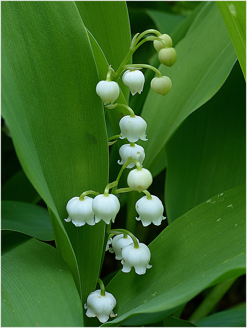 Maiglöckchen Foto & Bild pflanzen, pilze & flechten, blüten
