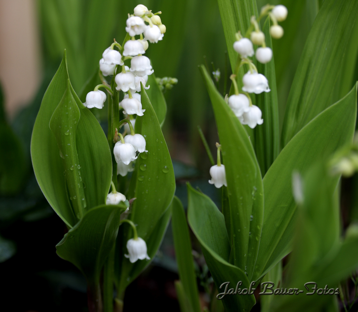 Maiglöckchen Foto & Bild | pflanzen, pilze & flechten, blüten