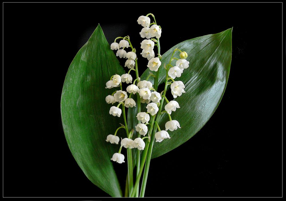 Maiglöckchen Foto & Bild | frühling, natur, frühblüher Bilder auf