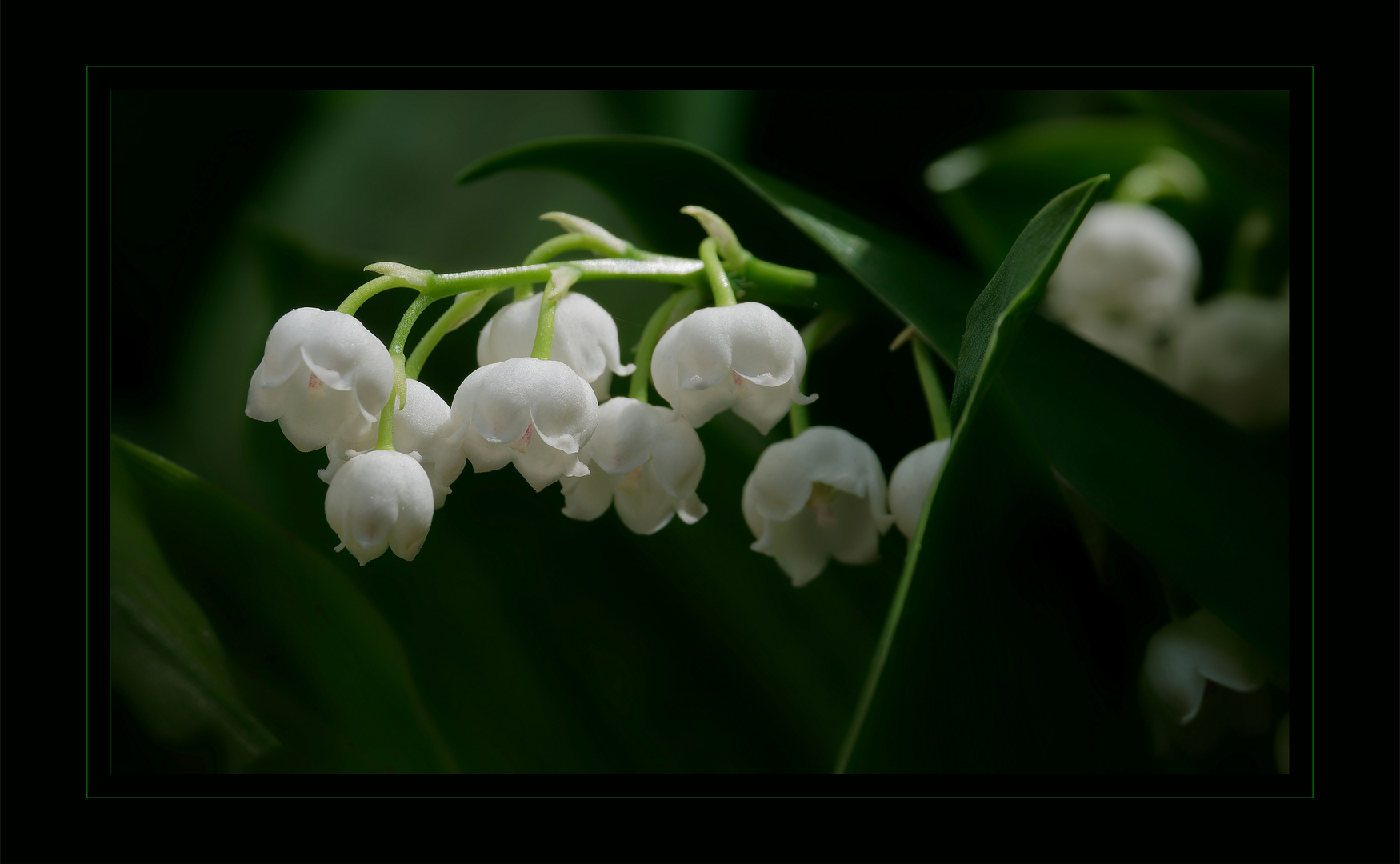Maiglöckchen Foto & Bild | pflanzen, pilze & flechten, blüten