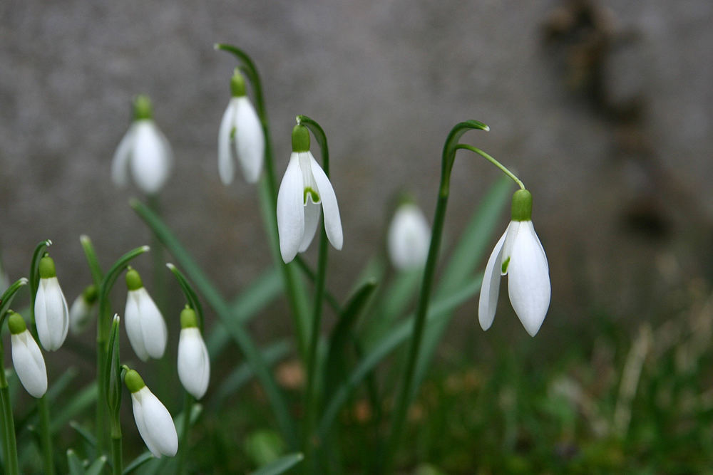 Maiglöckchen ... ähm.. Schneegöckchen ;-)