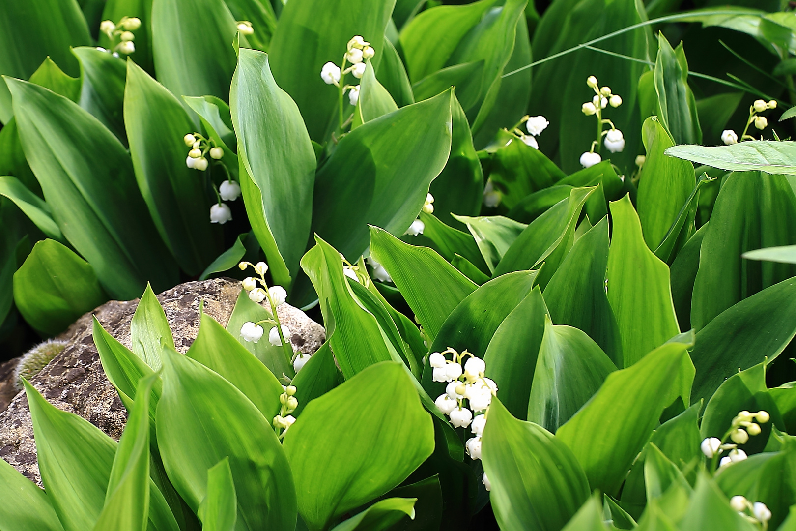 Maiglöckchen Foto & Bild fotos, frühling, natur Bilder auf