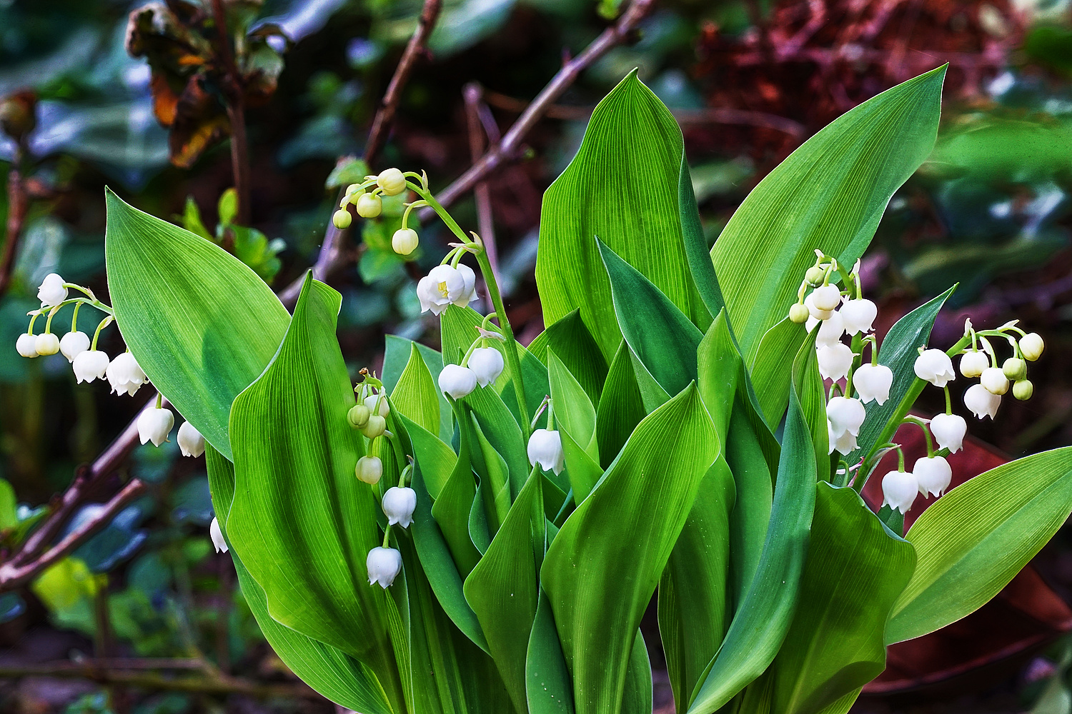 Maiglöckchen Foto & Bild pflanzen, pilze & flechten, blüten