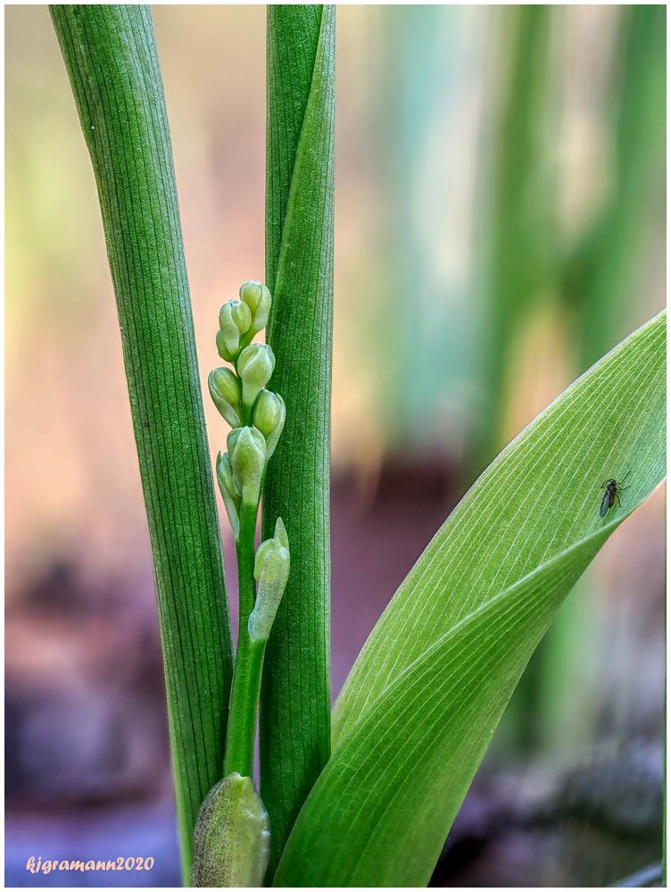 maiglöckchen (convallaria majalis) ....