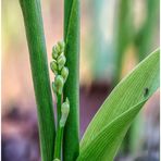 maiglöckchen (convallaria majalis) ....