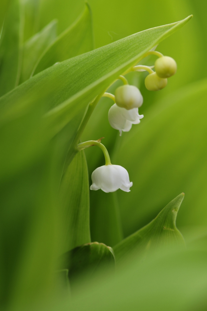 Maiglöckchen (Convallaria majalis) 2010