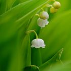 Maiglöckchen (Convallaria majalis) 2010