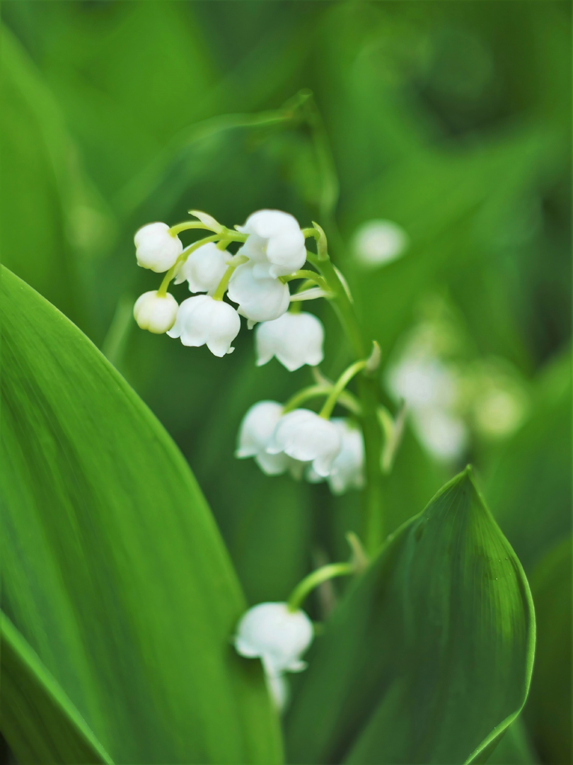 Maiglöckchen (Convallaria majalis)