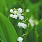 Maiglöckchen (Convallaria majalis)