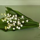 Maiglöckchen - Convallaria majalis...