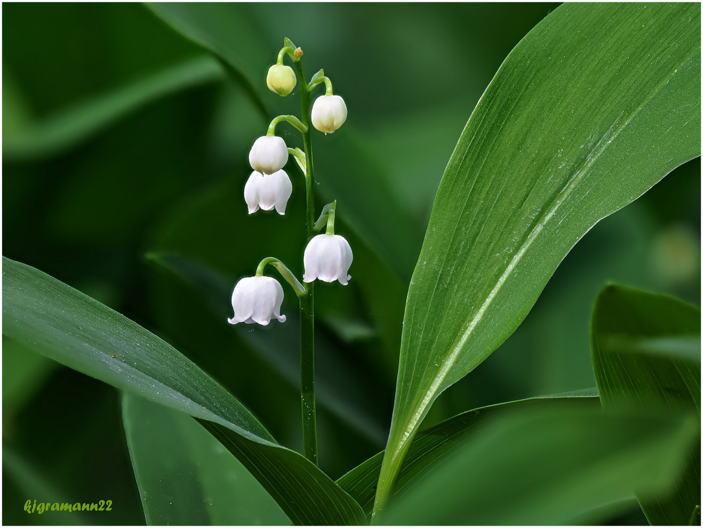 maiglöckchen (convallaria majalis) ...