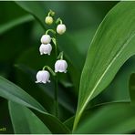 maiglöckchen (convallaria majalis) ...