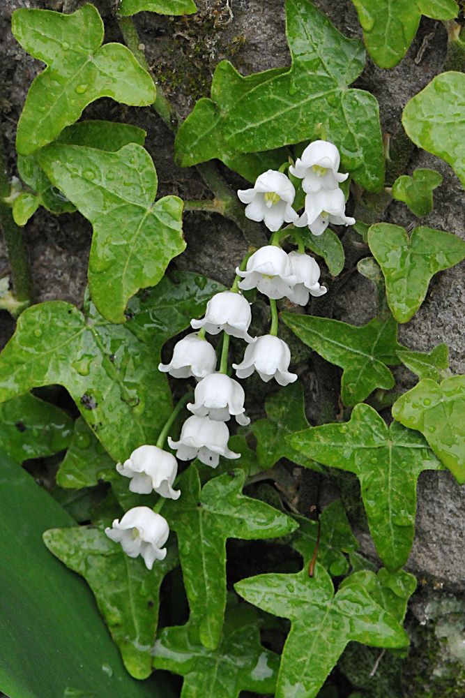 Maiglöckchen (Convallaria majalis) an Efeu