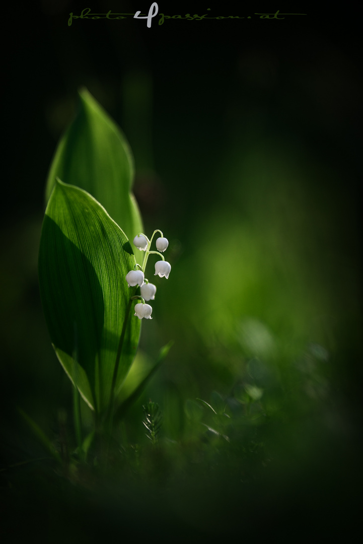 Maiglöckchen (Convallaria majalis)