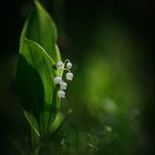 Maiglöckchen (Convallaria majalis)