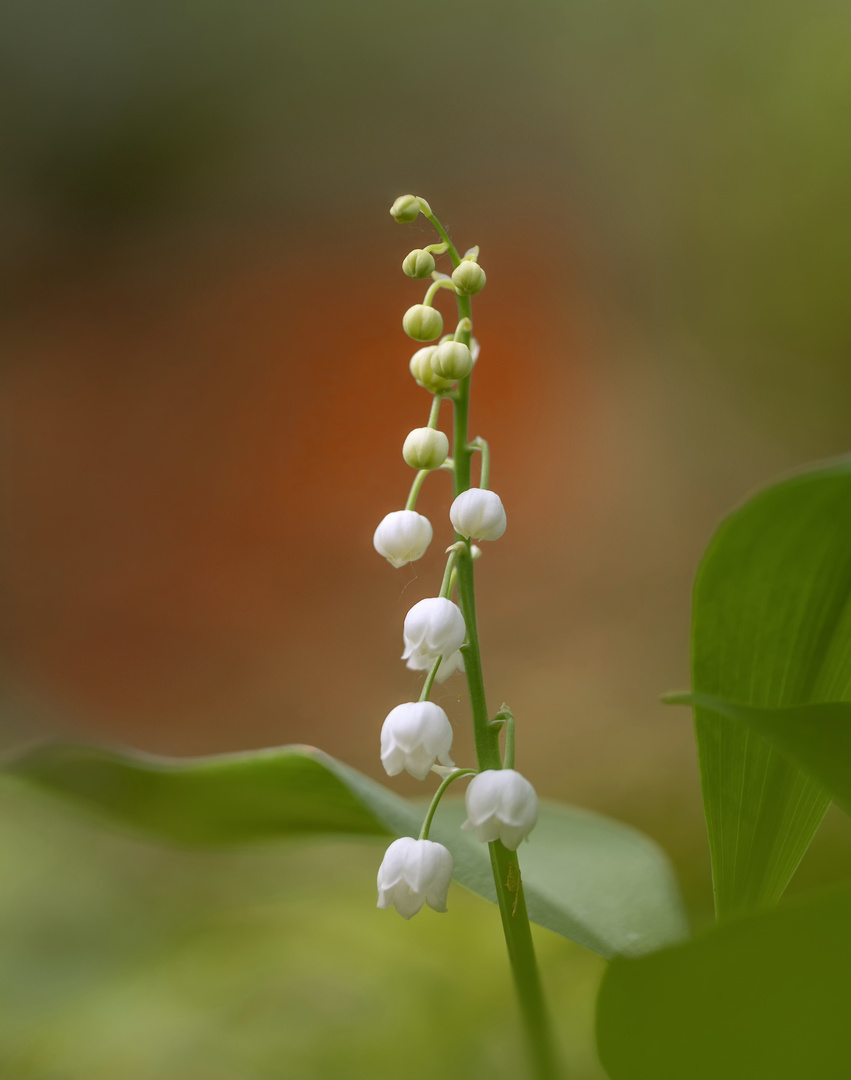 Maiglöckchen (Convallaria majalis)