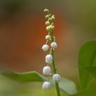 Maiglöckchen (Convallaria majalis)