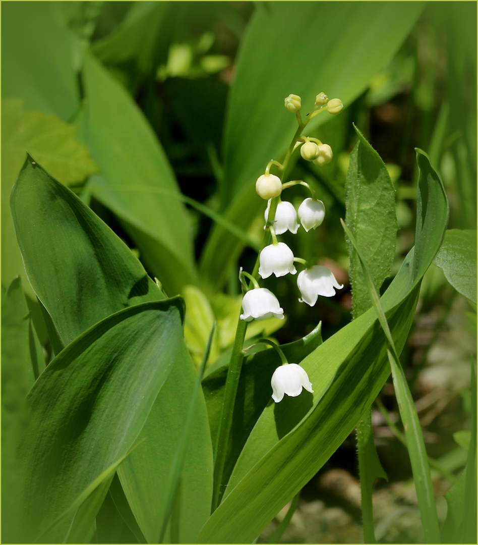 Maiglöckchen (Convallaria majalis).