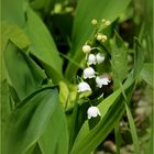 Maiglöckchen (Convallaria majalis).