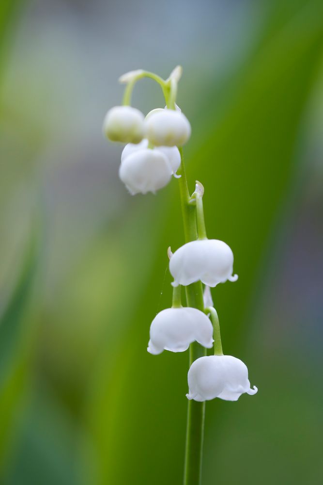 Maiglöckchen Foto & Bild | pflanzen, pilze & flechten, blüten