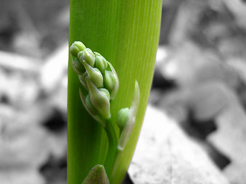 Maiglöckchen im April