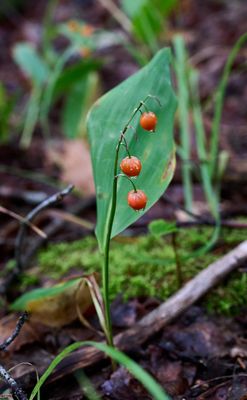 Maiglöckchen im Herbst
