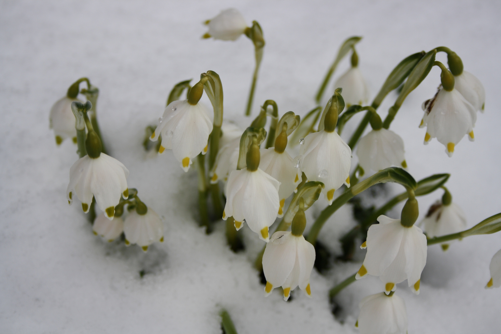 Maiglöckchen im Schnee