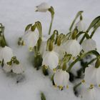 Maiglöckchen im Schnee