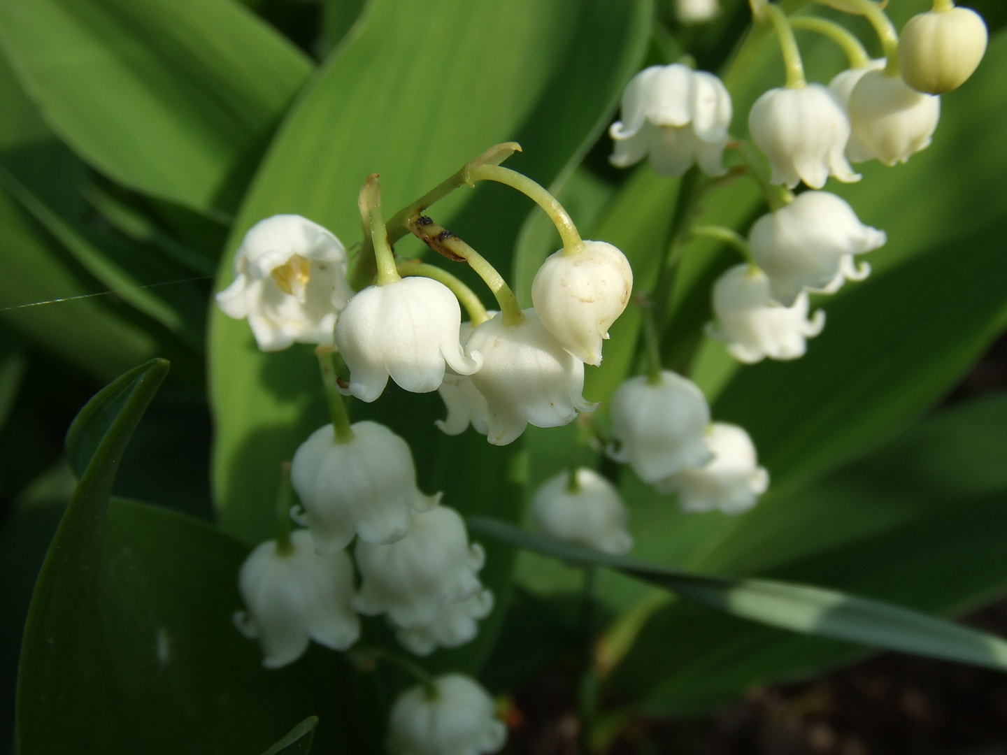 Maigloeckchen in unserem Garten