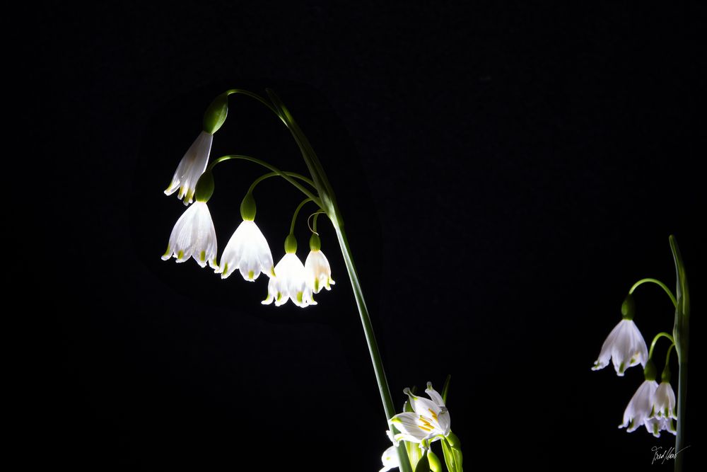 Maiglöckchen läuten / lily of the valley