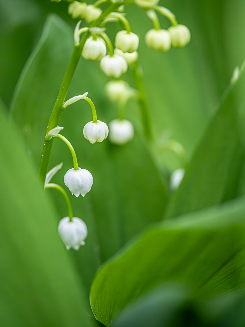 Maigloeckchen Mitte April