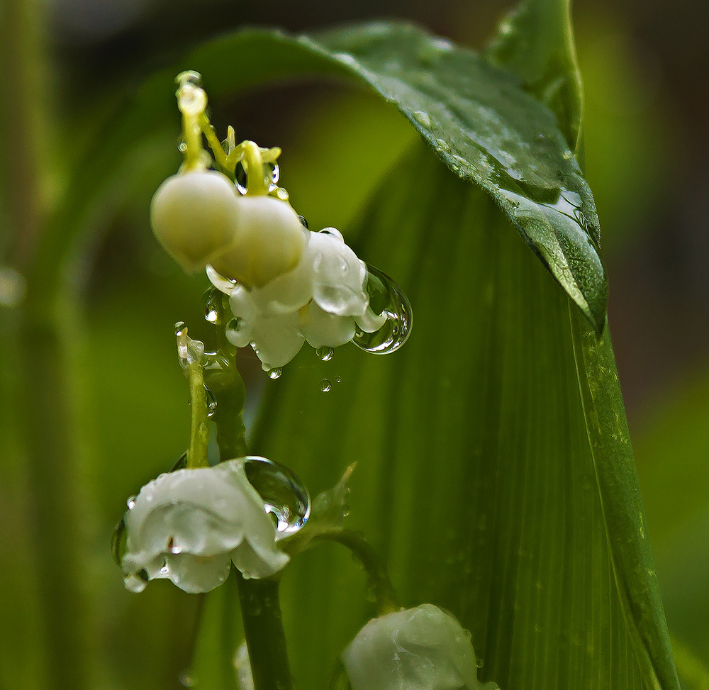 Maiglöckchen nach einem Regenguss