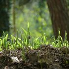 Maiglöckchen - noch ohne Glöckchen - läuten den Frühling ein.