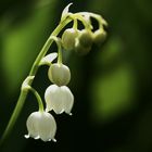 Maiglöckchen ohne Klang! aber mit Licht-Schattenspiel