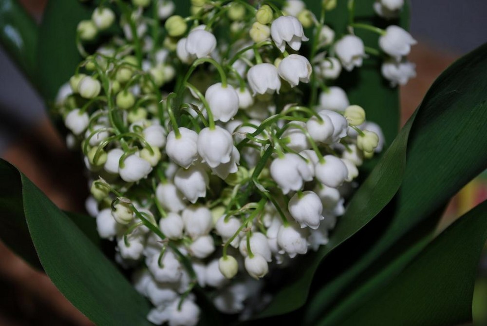 Maiglöckchen.....eine meiner lieblingsblumen