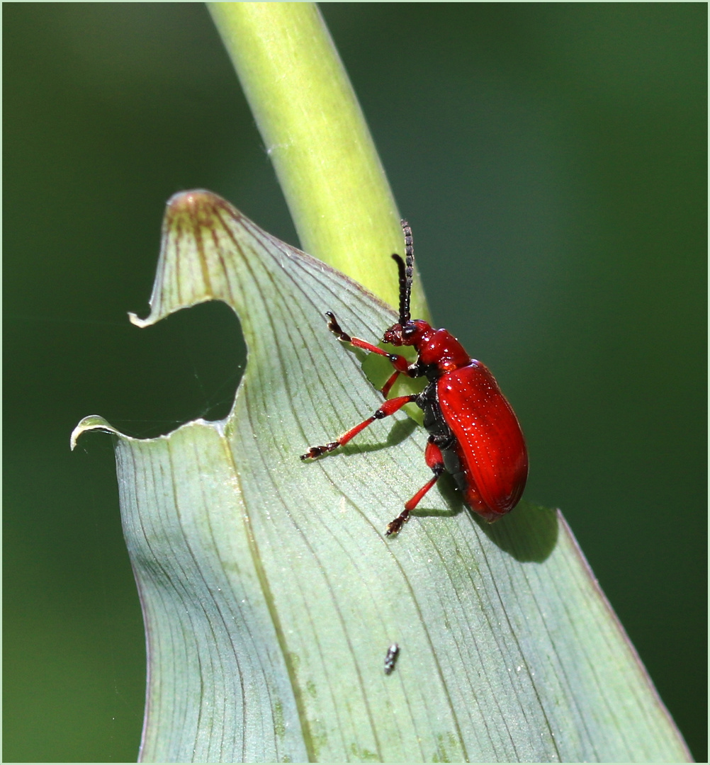 Maiglöckchenhähnchen (Lilioceris merdigera).