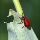 Maiglöckchenhähnchen (Lilioceris merdigera).