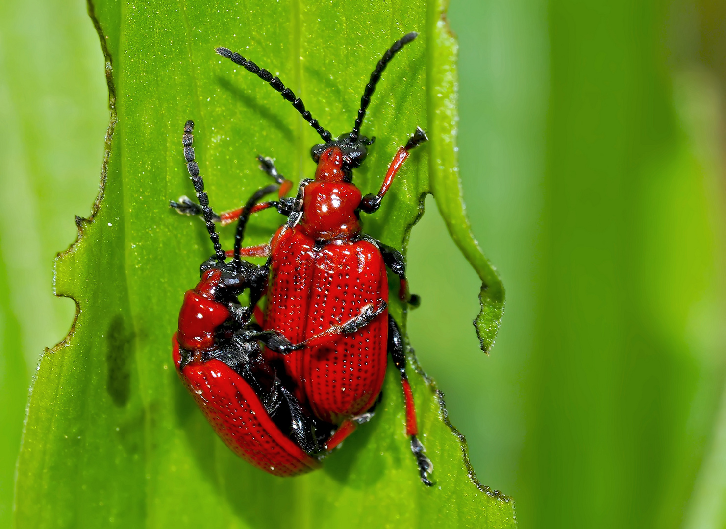 Maiglöckchenhähnchen (Lilioceris merdigera) - Ces coléoptères se soucient de l'avenir.