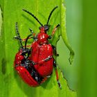 Maiglöckchenhähnchen (Lilioceris merdigera) - Ces coléoptères se soucient de l'avenir.