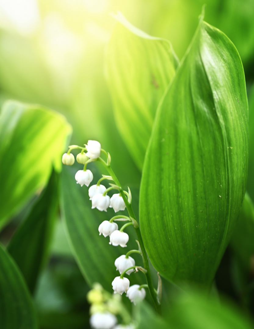 Maiglöggli Foto & Bild frühling, natur, weiss Bilder auf