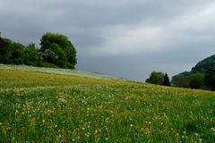 Maigrün abends