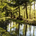 Maigrün am Mattenweiher