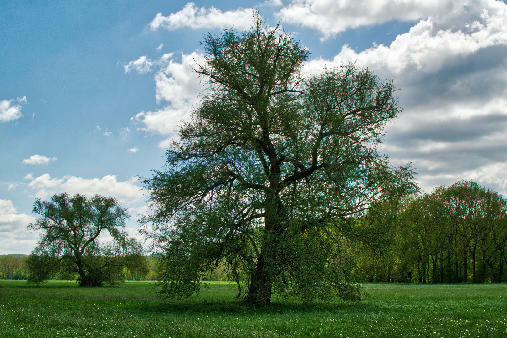 Maigrün an der Rhume