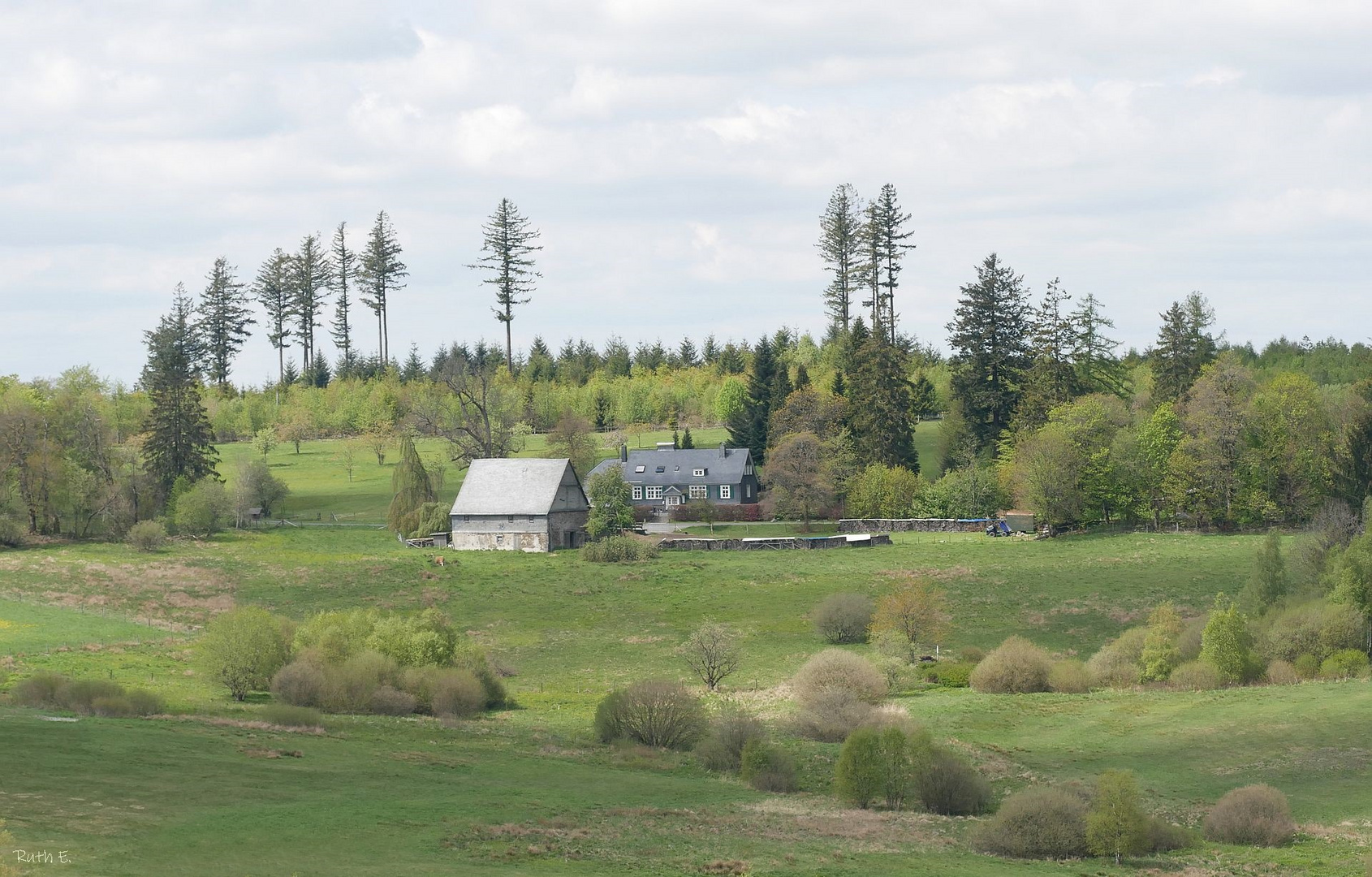 Maigrün auf der Ginsberger Heide