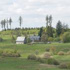 Maigrün auf der Ginsberger Heide