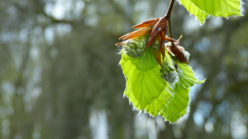 Maigrün im April