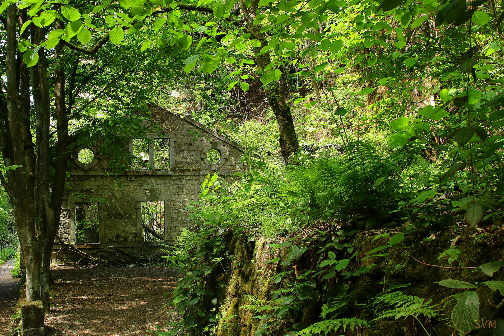 Maigrün im Liebethaler Grund 