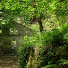 Maigrün im Liebethaler Grund 